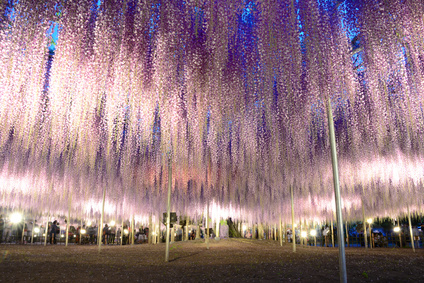 薬剤師　転職　栃木